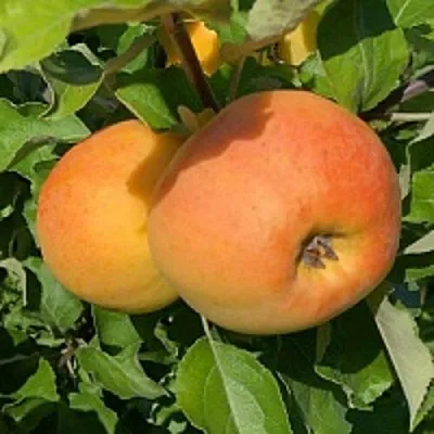 Яблоня АНТОНОВКА ЗОЛОТАЯ  Яблоня АНТОНОВКА ЗОЛОТАЯ в Великом Новгороде