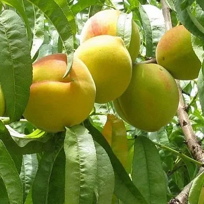 Персик СЕЯНЕЦ СТАРКА в Великом Новгороде