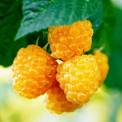 Малина МЕДОВАЯ  Малина МЕДОВАЯ в Великом Новгороде