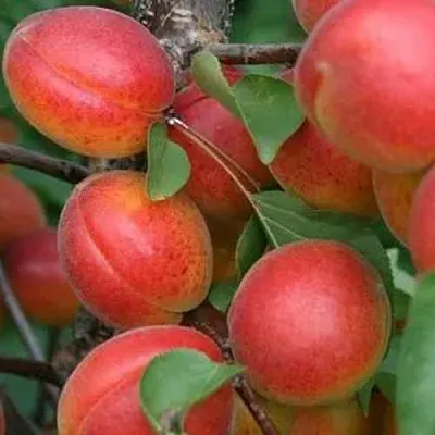 Абрикос НЬЮ-ДЖЕРСИ в Великом Новгороде