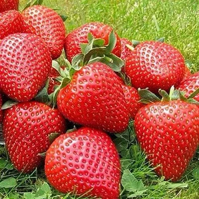 Клубника ЭЛИАНЕ  Клубника ЭЛИАНЕ в Великом Новгороде