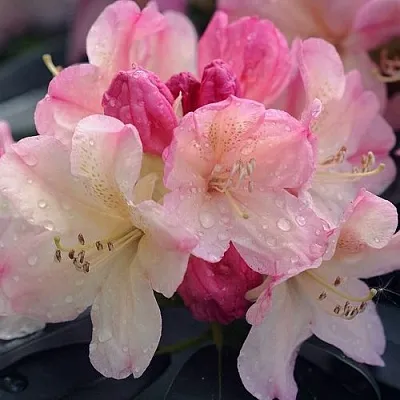 Рододендрон ПЕРСИ ВАЙСМАН в Великом Новгороде