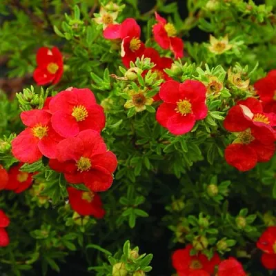 Лапчатка РЕД АЙС кустарниковая в Великом Новгороде