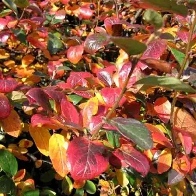 Кизильник блестящий — описание сорта Кизильник блестящий в Великом Новгороде