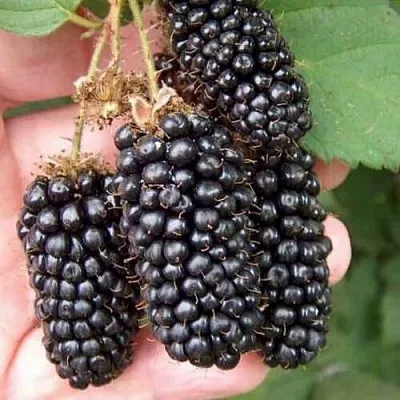 Ежевика ЛОХ НЕСС бесшипная  Ежевика ЛОХ НЕСС бесшипная в Великом Новгороде