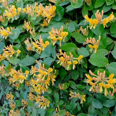 Жимолость ТЕЛЬМАНА в Великом Новгороде