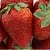 Клубника ФЛАМИНИЯ в Великом Новгороде