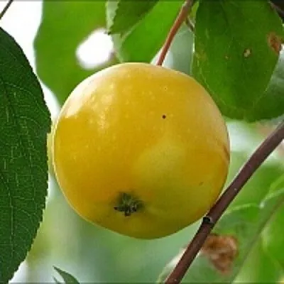 Яблоня КИТАЙКА ЖЁЛТАЯ колонновидная  Яблоня КИТАЙКА ЖЁЛТАЯ колонновидная в Великом Новгороде