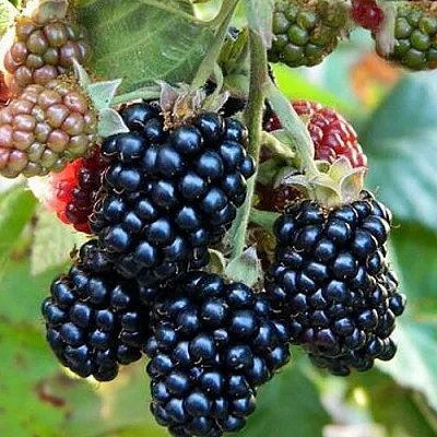 Ежевика ОУАЧИТА бесшипная  Ежевика ОУАЧИТА бесшипная в Великом Новгороде