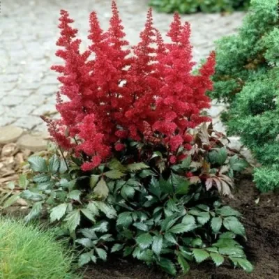 Астильба МОНТГОМЕРИ японская — описание сорта Астильба МОНТГОМЕРИ японская в Великом Новгороде