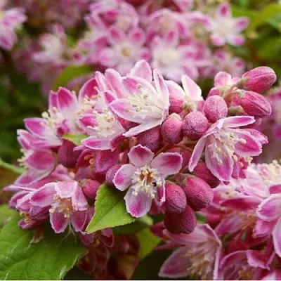 Дейция СТРОБЕРРИ ФИЛДС  в Великом Новгороде