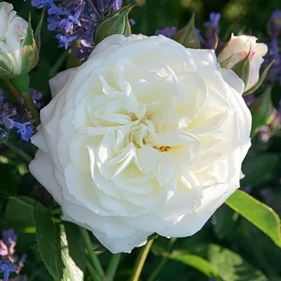 Саженцы роз АЛАБАСТЕР флорибунда в Великом Новгороде