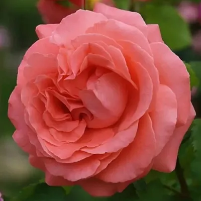 Саженцы роз ДИДИ БРИДЖУОТЕР плетистая  Саженцы роз ДИДИ БРИДЖУОТЕР плетистая в Великом Новгороде