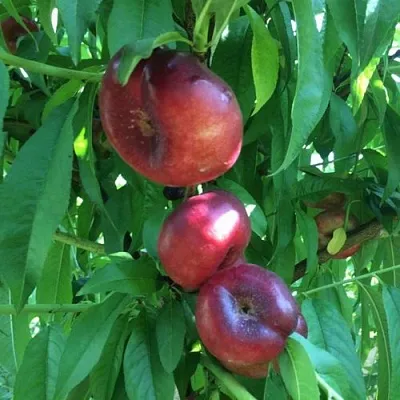 Нектарин ДОНАТ ИНЖИРНЫЙ  Нектарин ДОНАТ ИНЖИРНЫЙ в Великом Новгороде