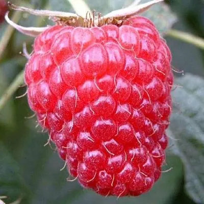 Ремонтантная  Ремонтантная в Великом Новгороде