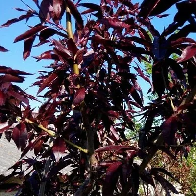 Персик БУРГУНДИ краснолистный в Великом Новгороде