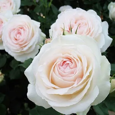 Саженцы роз ПАЛЕ РОЯЛЬ плетистая  Саженцы роз ПАЛЕ РОЯЛЬ плетистая в Великом Новгороде