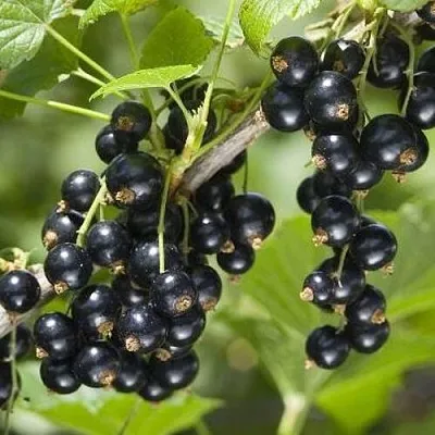 Смородина чёрная ВОЛШЕБНИЦА  Смородина чёрная ВОЛШЕБНИЦА в Великом Новгороде