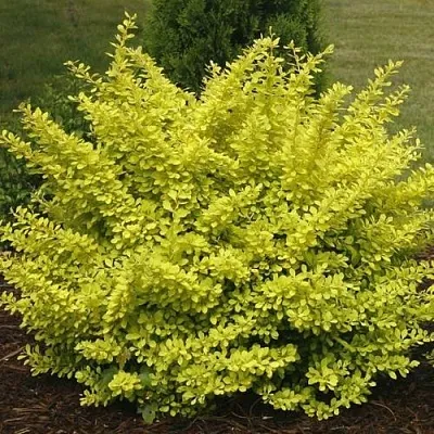 Барбарис АУРЕА тунберга  Барбарис АУРЕА тунберга в Великом Новгороде