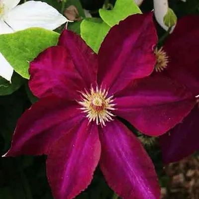 Клематис МАЗОВШЕ в Великом Новгороде