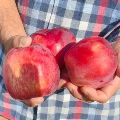 Яблоня ПАМЯТЬ КОВАЛЕНКО — описание сорта Яблоня ПАМЯТЬ КОВАЛЕНКО в Великом Новгороде