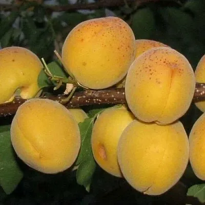 Абрикос ДЕСЕРТНЫЙ ГОЛУБЕВА в Великом Новгороде