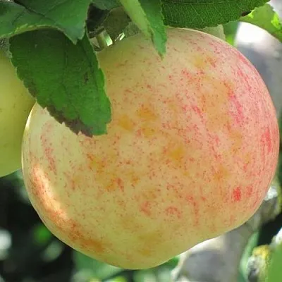 Яблоня ЛЕТНЕЕ СЛАДКОЕ  Яблоня ЛЕТНЕЕ СЛАДКОЕ в Великом Новгороде