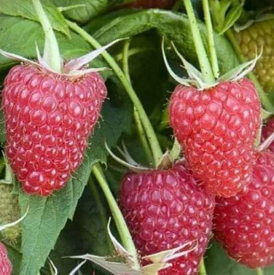 Малина ЕВРАЗИЯ  Малина ЕВРАЗИЯ в Великом Новгороде