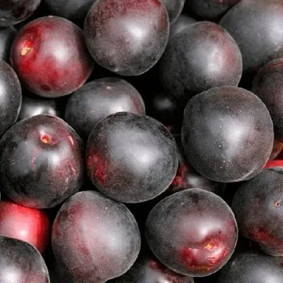 Абрикос ЧЕРНЫЙ ПРИНЦ в Великом Новгороде