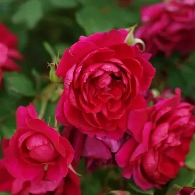 Саженцы роз КВАДРА плетистая  Саженцы роз КВАДРА плетистая в Великом Новгороде