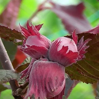 Фундук КАРДИНАЛ  Фундук КАРДИНАЛ в Великом Новгороде