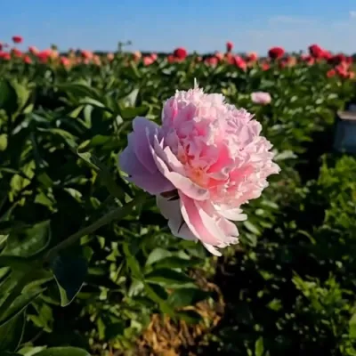 Пион ИМПЕРАТОРСКАЯ НАЛОЖНИЦА древовидный в Великом Новгороде