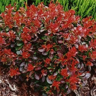 Барбарис КАРМЕН тунберга  Барбарис КАРМЕН тунберга в Великом Новгороде