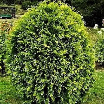 Туя ТИП ТОП западная в Великом Новгороде