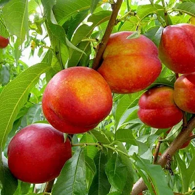 Нектарин ХАРБЛЕЙЗ  Нектарин ХАРБЛЕЙЗ в Великом Новгороде