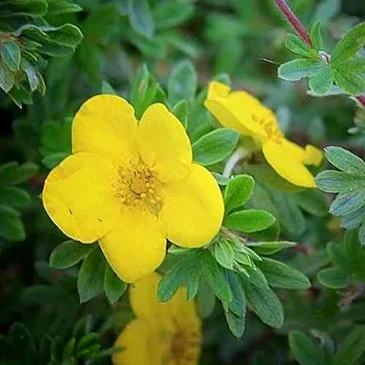 Лапчатка ГОЛДСТАР кустарниковая в Великом Новгороде