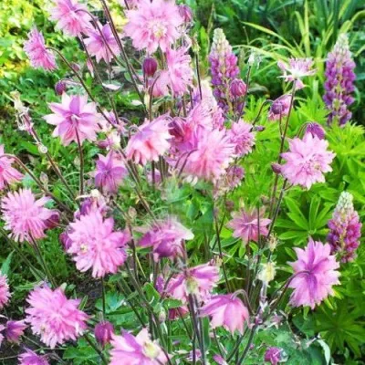 Аквилегия БАРЛОУ ПИНК гибрид МакКаны — описание сорта Аквилегия БАРЛОУ ПИНК гибрид МакКаны в Великом Новгороде