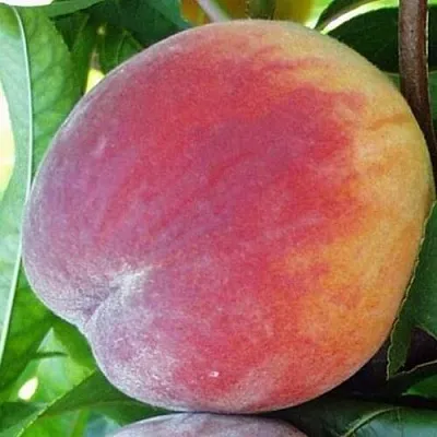 Персик ТОП СВИТ в Великом Новгороде