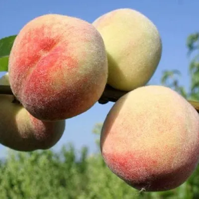 Персик ДОНЕЦКИЙ БЕЛЫЙ в Великом Новгороде