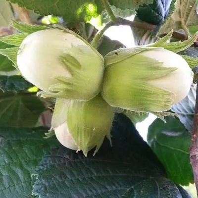 Фундук ЮННАТ в Великом Новгороде