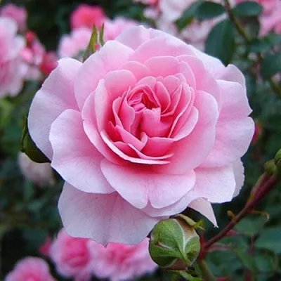 Саженцы роз БОНИКА флорибунда в Великом Новгороде