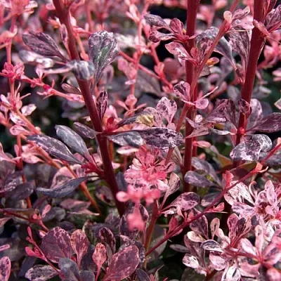 Барбарис АРЛЕКИН тунберга  Барбарис АРЛЕКИН тунберга в Великом Новгороде