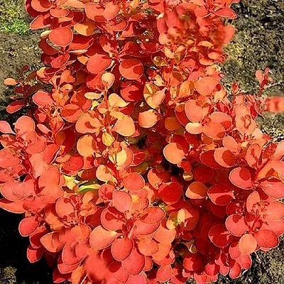 Барбарис ОРАНЖ ФАЙЕР тунберга  Барбарис ОРАНЖ ФАЙЕР тунберга в Великом Новгороде