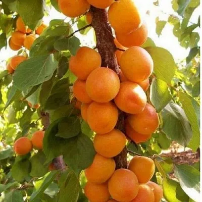 Абрикос ПРИНЦ МАРТ колонновидный в Великом Новгороде