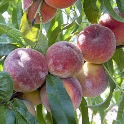 Персик ЗАРМЕНЮ в Великом Новгороде