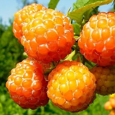 Жёлтая  Жёлтая в Великом Новгороде