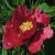 Пион КРАСНЫЙ ЛОТОС древовидный — описание сорта Пион КРАСНЫЙ ЛОТОС древовидный в Великом Новгороде