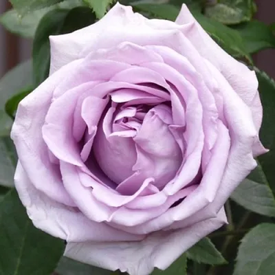 Саженцы роз ИНДИГОЛЕТТА плетистая  Саженцы роз ИНДИГОЛЕТТА плетистая в Великом Новгороде