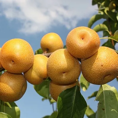 Груша азиатская в Великом Новгороде