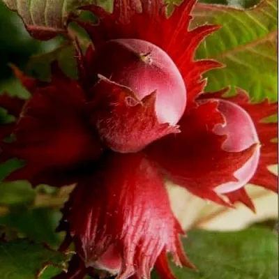 Фундук БАГРЯНЕЦ  Фундук БАГРЯНЕЦ в Великом Новгороде